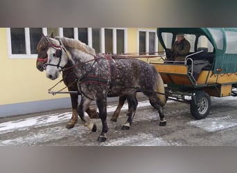 Schweres Warmblut, Wałach, 5 lat, 165 cm, Siwa jabłkowita