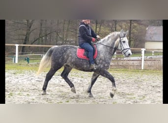Schweres Warmblut, Wałach, 5 lat, 165 cm, Siwa jabłkowita