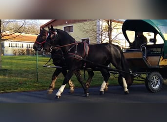 Schweres Warmblut, Wałach, 5 lat, 166 cm, Kara