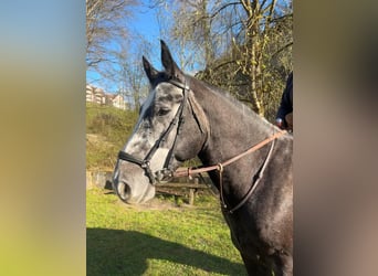 Schweres Warmblut, Wałach, 5 lat, 166 cm, Karosiwa