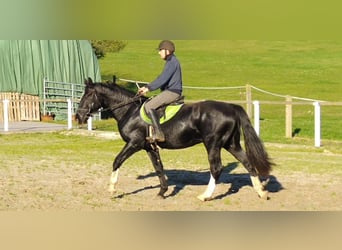 Schweres Warmblut, Wałach, 5 lat, 166 cm
