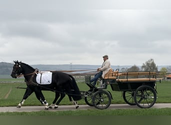 Schweres Warmblut, Wałach, 5 lat, 167 cm, Kara