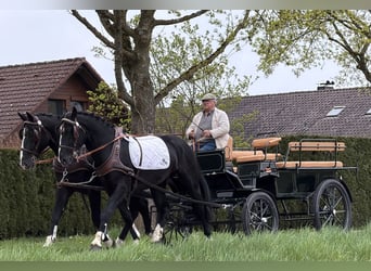 Schweres Warmblut, Wałach, 5 lat, 167 cm, Kara