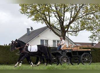 Schweres Warmblut, Wałach, 5 lat, 167 cm, Kara