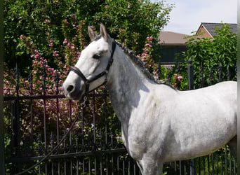 Schweres Warmblut Mix, Wałach, 6 lat, 160 cm