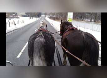 Schweres Warmblut, Wałach, 6 lat, 165 cm, Siwa jabłkowita