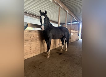 Schweres Warmblut, Wałach, 6 lat, 176 cm, Kara