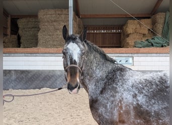 Schweres Warmblut, Wałach, 7 lat, 164 cm