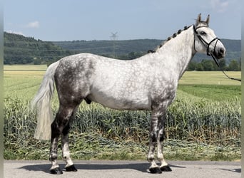 Schweres Warmblut, Wałach, 7 lat, 167 cm, Siwa jabłkowita