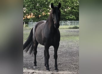 Schweres Warmblut, Wałach, 9 lat, 160 cm, Kara
