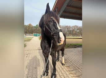 Schweres Warmblut, Wałach, 9 lat, 171 cm, Skarogniada