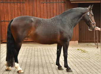 Schweres Warmblut, Wałach, Źrebak (03/2025), Gniada