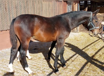 Schweres Warmblut, Wałach, Źrebak (03/2025), Gniada