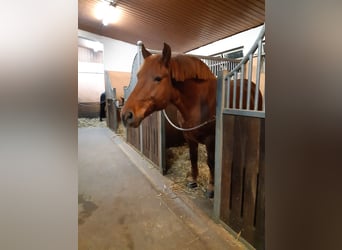 Schweres Warmblut, Wałach, 10 lat, 160 cm, Ciemnokasztanowata