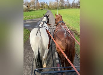 Schweres Warmblut, Wałach, 10 lat, 160 cm, Ciemnokasztanowata