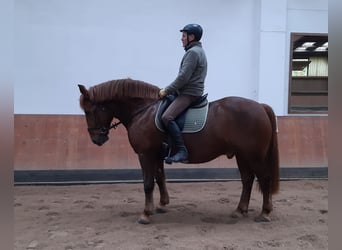 Schweres Warmblut, Wałach, 10 lat, 160 cm, Ciemnokasztanowata