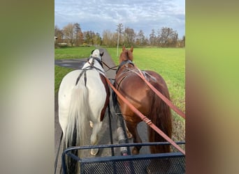 Schweres Warmblut, Wałach, 10 lat, 160 cm, Ciemnokasztanowata