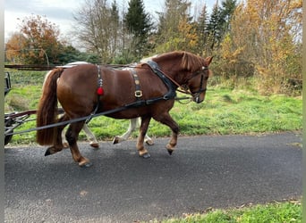 Schweres Warmblut, Wałach, 10 lat, 160 cm, Ciemnokasztanowata