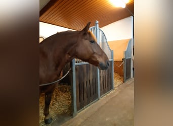 Schweres Warmblut, Wałach, 10 lat, 160 cm, Ciemnokasztanowata