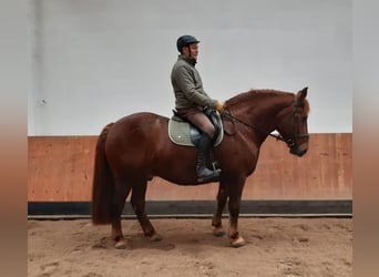 Schweres Warmblut, Wałach, 10 lat, 160 cm, Ciemnokasztanowata