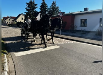 Schweres Warmblut, Wałach, 10 lat, Kara