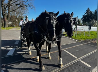 Schweres Warmblut, Wałach, 10 lat, Kara