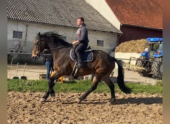 Schweres Warmblut, Wałach, 11 lat, 168 cm, Gniada