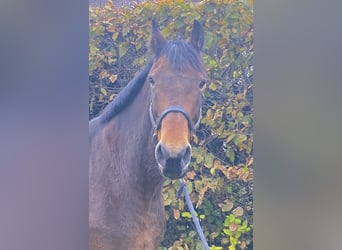 Schweres Warmblut, Wałach, 11 lat, 168 cm, Gniada