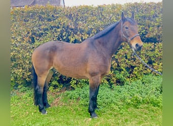 Schweres Warmblut, Wałach, 11 lat, 168 cm, Gniada