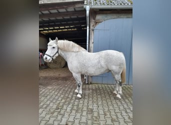 Schweres Warmblut, Wałach, 12 lat, 158 cm, Siwa