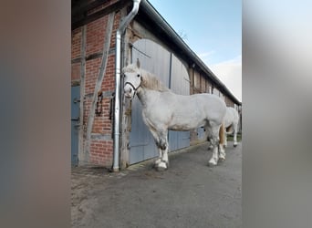 Schweres Warmblut, Wałach, 13 lat, 158 cm, Siwa