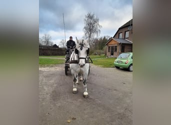 Schweres Warmblut, Wałach, 13 lat, 158 cm, Siwa