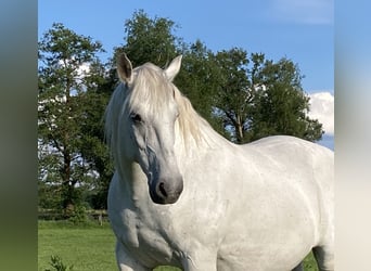 Schweres Warmblut, Wałach, 13 lat, 166 cm, Siwa