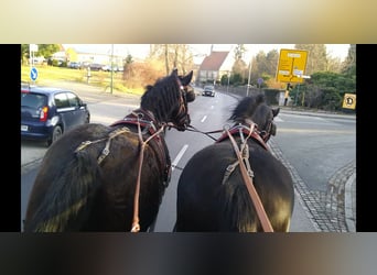 Schweres Warmblut, Wałach, 13 lat, 174 cm, Kara