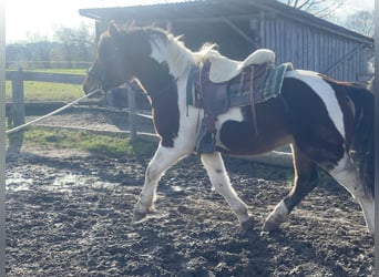 Schweres Warmblut, Wałach, 3 lat, 155 cm, Tobiano wszelkich maści