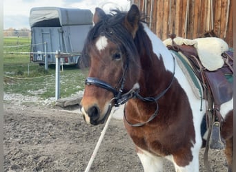 Schweres Warmblut, Wałach, 3 lat, 155 cm, Tobiano wszelkich maści