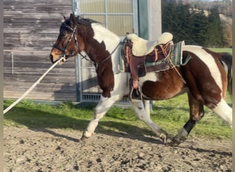 Schweres Warmblut, Wałach, 3 lat, 155 cm, Tobiano wszelkich maści