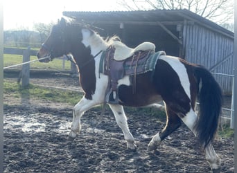 Schweres Warmblut, Wałach, 3 lat, 155 cm, Tobiano wszelkich maści