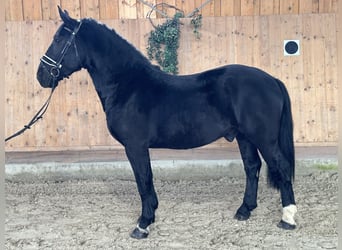 Schweres Warmblut Mix, Wałach, 3 lat, 160 cm, Kara