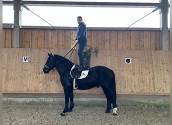 Schweres Warmblut Mix, Wałach, 3 lat, 160 cm, Kara