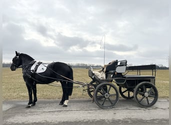 Schweres Warmblut Mix, Wałach, 3 lat, 160 cm, Kara