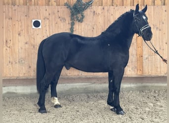 Schweres Warmblut Mix, Wałach, 3 lat, 160 cm, Kara