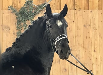 Schweres Warmblut Mix, Wałach, 3 lat, 160 cm, Kara