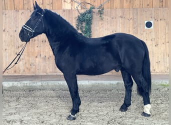 Schweres Warmblut Mix, Wałach, 3 lat, 160 cm, Kara