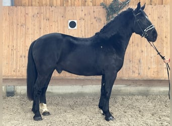 Schweres Warmblut Mix, Wałach, 3 lat, 160 cm, Kara