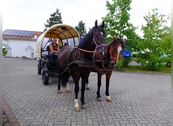 Schweres Warmblut, Wałach, 3 lat, 163 cm, Kara