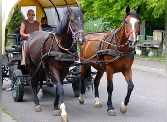 Schweres Warmblut, Wałach, 3 lat, 163 cm, Kara
