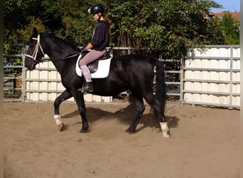 Schweres Warmblut, Wałach, 3 lat, 163 cm, Kara