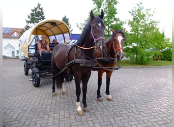 Schweres Warmblut, Wałach, 3 lat, 163 cm, Kara