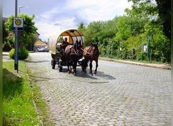 Schweres Warmblut, Wałach, 3 lat, 163 cm, Kara